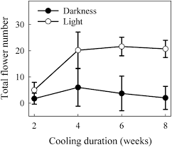 Ceaser's flower, salinas (california) (salinas, california). Vernalization Duration And Light Intensity Influence Flowering Of Three Hybrid Nobile Dendrobium Cultivars In Hortscience Volume 46 Issue 3 2011
