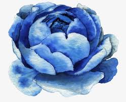 Here you can explore hq watercolor flowers transparent illustrations, icons and clipart with filter setting like size, type, color etc. Blue Watercolor Flowers Png Clipart Backgrounds Blue Blue Clipart Botany Cabbage Free Png Download