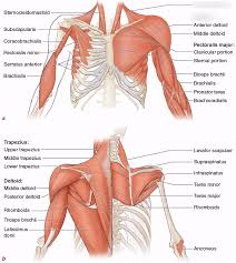 A compression is the act of pushing on the chest. MonedÄƒ Suplu Baschet Upper Body Muscle Anatomy Stdeclanspenshurst Org