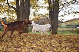 At plumcreek acres, we offer english cream golden retrievers, golden doodles, irish doodles, and irish setter puppies for sale in the indiana, pa area. English Cream Golden Retriever Irish Setter Breeder In Pittsburgh Pa Plumcreek Acres