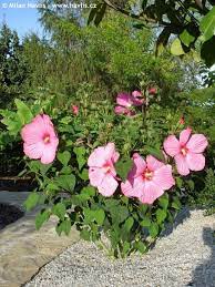 Hibiscus Winter Hardy Newbiscus Xxl Mauvelous Tuinplanten Tuin