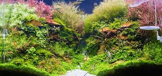Image result for Rotala fontinalis