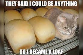 20 Cats Who Look Like Loaves Of Bread Cuteness Funny Cat Pictures Funny Cats Funny Cat Memes