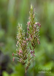 Image result for Anthoxanthum