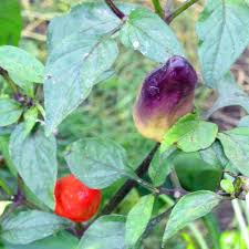 Image result for Capsicum frutescens