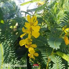 Image result for Chamaecrista parva