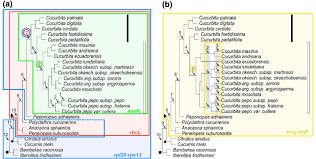Image result for Bambekea racemosa