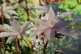 We did not find results for: Castor Bean Plants Care Growing Guide