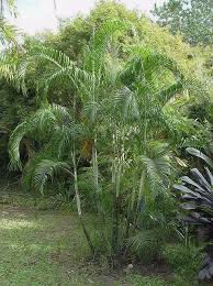 Image result for Dypsis