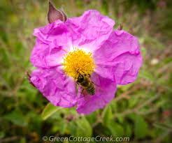 Image result for Cissus guerkeana