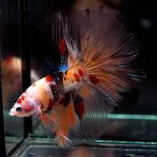 Rare Live Betta Fish Big One Fancy Nemo Koi Rosetail Hm Male 682 Betta Fish Betta Siamese Fighting Fish