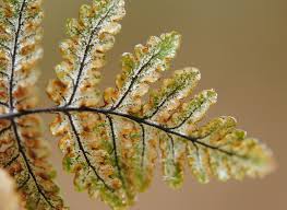 Image result for Cheilanthes inaequalis