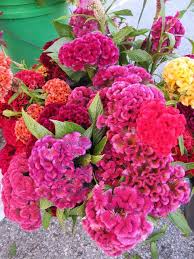 Crested Celosia October Flowers July Flowers August Flowers