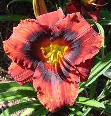 Not a real red in my zone 4 northern garden where it appears a dark orange red. Earthly Treasures Daylily Garden Velvet Eyes