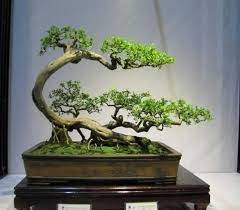 Glorious Decorative Flowering Bonsai Trees Bonsai Tree Flowering Bonsai Tree Bonsai Art