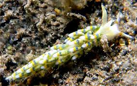 Image result for Kotschya ochreata