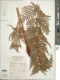 Image result for Dryopteris athamantica