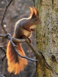 L 39 Ecureuil Mange Aussi Des Baies Comme Les Mures Les Framboises Les Baies Bleues Et L 39 Homme Eichhornchen Tiere Natur Tiere