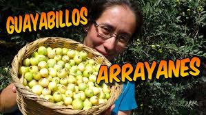 COSECHA DE ARRAYAN/GUAYABILLA #culichitown #sinaloa #arrayanes