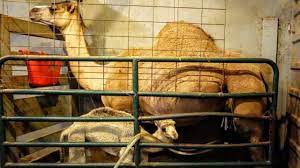 If you find a camel you are still young! Inside A Fringe Economy The Convoluted Camel Milk Trade