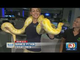 Burmese rock pythons range throughout southeast asia. Wildlife World Zoo Meet Kaa The Albino Burmese Python Youtube