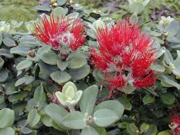 Check spelling or type a new query. Metrosideros Polymorpha Wikipedia