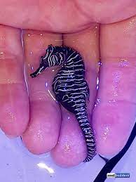 Our club after hollidays will be opening both contests to find a new avatar as for the css. Zebra Seahorse Real Hippocampus Zebra Collected In Western Australia Reef Builders The Reef And Saltwater Aquarium Blog