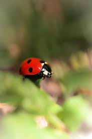 Pin Von Siyah Beyaz Auf Ugur Bocegi Marienkafer Lady Bug Lady