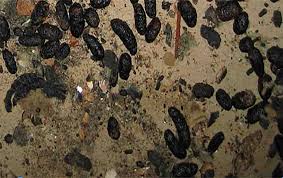 Image result for squirrel poop