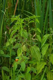 Image result for Ottelia cylindrica