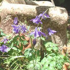 Aquilegia Vulgaris New Zealand Plant Conservation Network