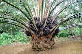 Felda global ventures has been referenced in news articles and reports on our website. Vacancy Asisstant Manager Fgv Agri Services Sdn Bhd Facebook