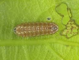 Image result for Satyrium sceptrum