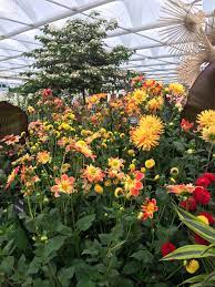 Pin By National Dahlia Collection On Rhs Chelsea Flower Show 2017 Flower Show Chelsea Flower Dahlia