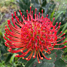 Image result for Leucospermum