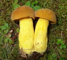 Image result for Boletus speciosus