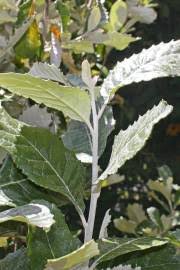 Image result for Vernonia myriantha