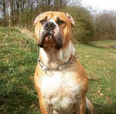 Puppies for sale from dog breeders near springfield, illinois. The Boerboel X Pit Bull Mix Is A Cross Is Not An Uncommon In South Africa They Were Bred As Dispatch Dogs To Kill Predators On Farms Fast Hard And Dispensable As