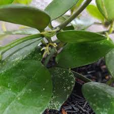 Image result for Selago lacunosa