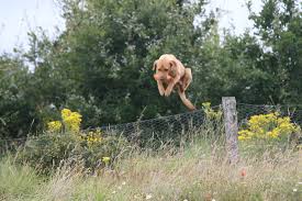 Colour it and show it off to your family and friends. Trainthatdog Gundog Training Trainthatdog Com