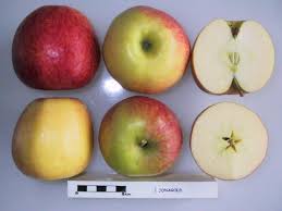 Jonagold Apple Disease Resistance Canker Some Susceptibility Scab Some Susceptibility Fireblight Some S Apple Apple Varieties Edible Landscaping