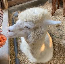 Since you are already here then chances are that you are stuck on a specific level and are looking for our help. 67 Best Funny Lama Images Stock Photos Vectors Adobe Stock