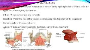 Aural (thuộc) nghe, thính giác. Tongue Muscles Innervations Introduction Tongue Is A Muscular