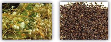 Image result for Cuscuta hyalina