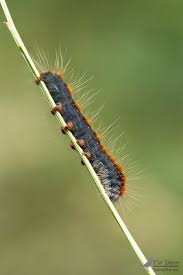 Image result for Entephria polata