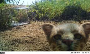 The colocolo was once thought to be the same species as the pampas cat, however, they are although the colocolo is a small cat with a length between 56 and 67 cm (22 to 26″), they are quite. Peru Tras Las Huellas Del Gato De Pajonal O Gato Del Desierto