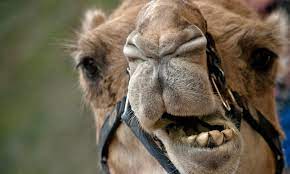 Could not locate a kubeconfig usage: Ietf Herding The Dns Camel