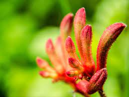 Growing Kangaroo Paws What Does A Kangaroo Paws Need To Live