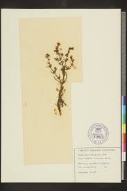 Image result for Vahlia