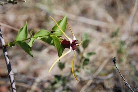 Image result for Strophanthus amboensis